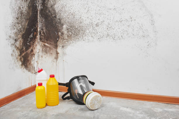 Best Fast Mold Removal  in Nolanville, TX