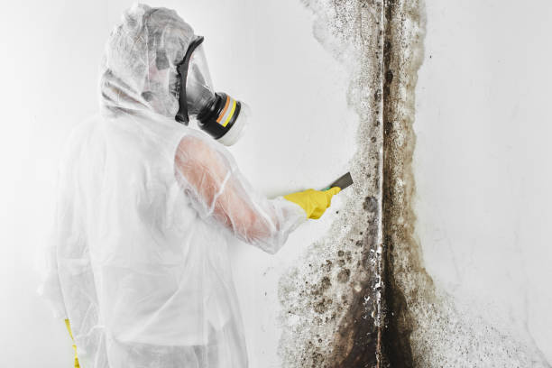 Best Same-Day Mold Removal  in Nolanville, TX