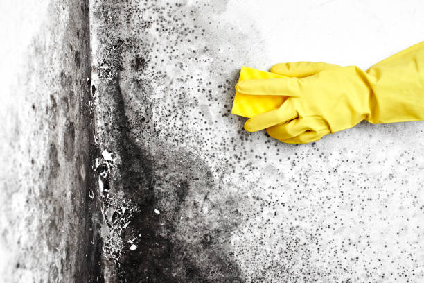 Mold Removal Process in Nolanville, TX