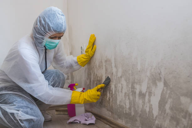 Best Emergency Mold Removal  in Nolanville, TX