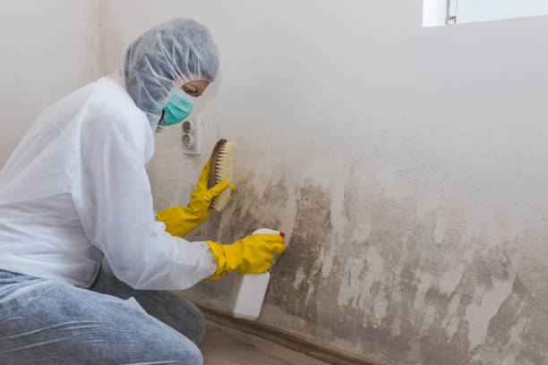 Best Attic Mold Removal  in Nolanville, TX