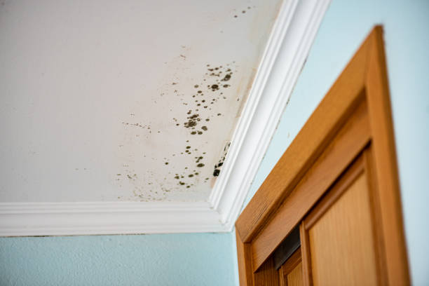 Certified Mold Removal in Nolanville, TX