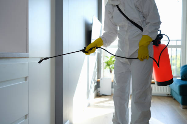 Best Local Mold Removal Service  in Nolanville, TX