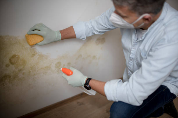 Best Office Mold Removal Services  in Nolanville, TX