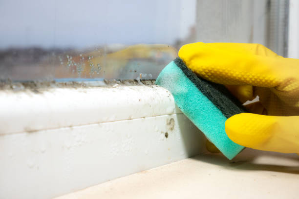 Best Mold Removal Near Me  in Nolanville, TX