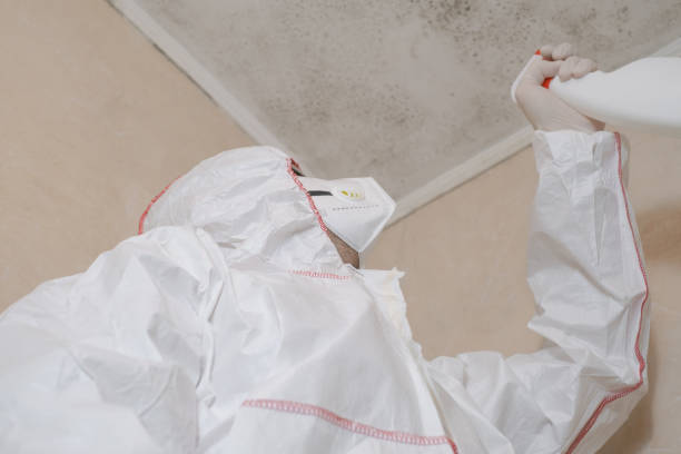 Best Same-Day Mold Removal  in Nolanville, TX