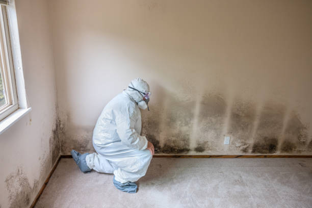 Best Mold Remediation  in Nolanville, TX