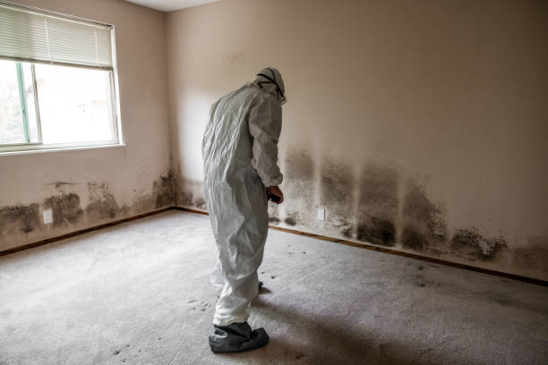 Professional Mold Removal in Nolanville, TX