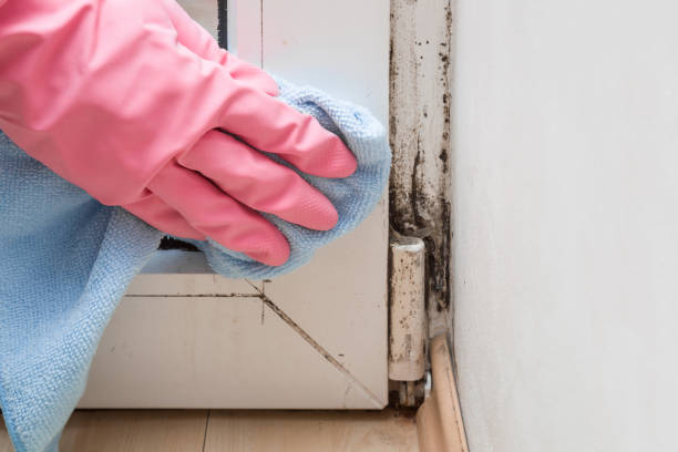 Best Mold Removal Company Near Me  in Nolanville, TX