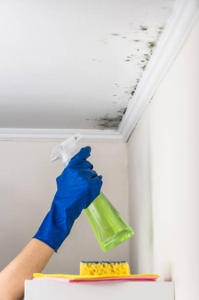 Best Crawl Space Mold Removal  in Nolanville, TX