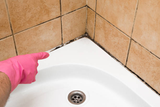 Best Commercial Mold Removal  in Nolanville, TX