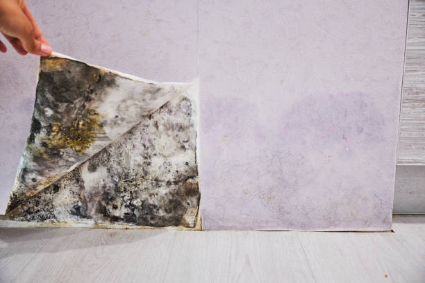 Best Attic Mold Removal  in Nolanville, TX
